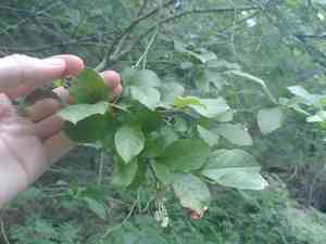 Maleberry(Lyonia ligustrina)