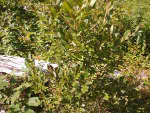 Maleberry(Lyonia ligustrina)