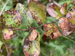 Maleberry(Lyonia ligustrina)