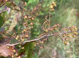 Maleberry(Lyonia ligustrina)