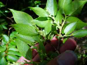 Oval-leaf staggerbush(Lyonia ovalifolia)