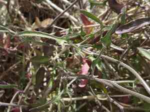 Coulter lyrefruit(Lyrocarpa coulteri)
