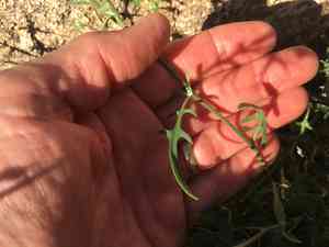 Coulter lyrefruit(Lyrocarpa coulteri)
