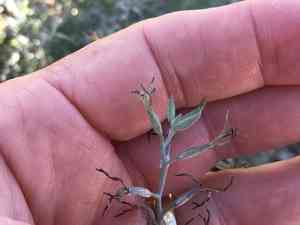 Coulter lyrefruit(Lyrocarpa coulteri)