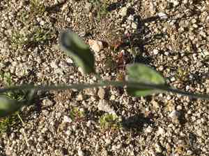 Coulter lyrefruit(Lyrocarpa coulteri)