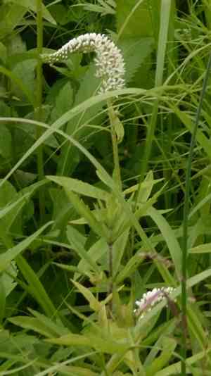 Manchurian yellow loosestrife(Lysimachia barystachys)