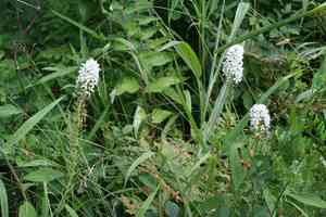 Manchurian yellow loosestrife(Lysimachia barystachys)