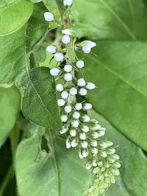 Gooseneck loosestrife(Lysimachia clethroides)