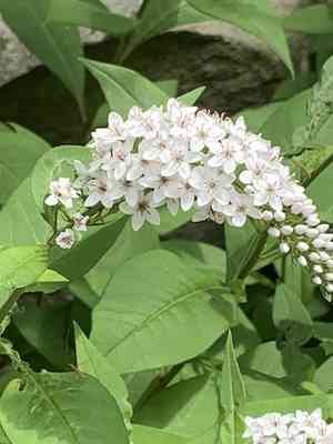 Gooseneck loosestrife(Lysimachia clethroides)