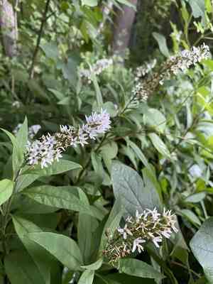 Gooseneck loosestrife(Lysimachia clethroides)