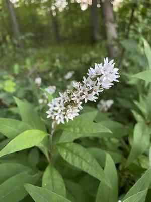 Gooseneck loosestrife(Lysimachia clethroides)