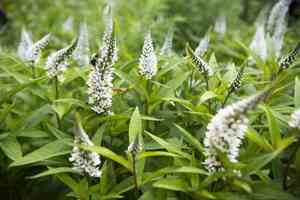 Gooseneck loosestrife(Lysimachia clethroides)