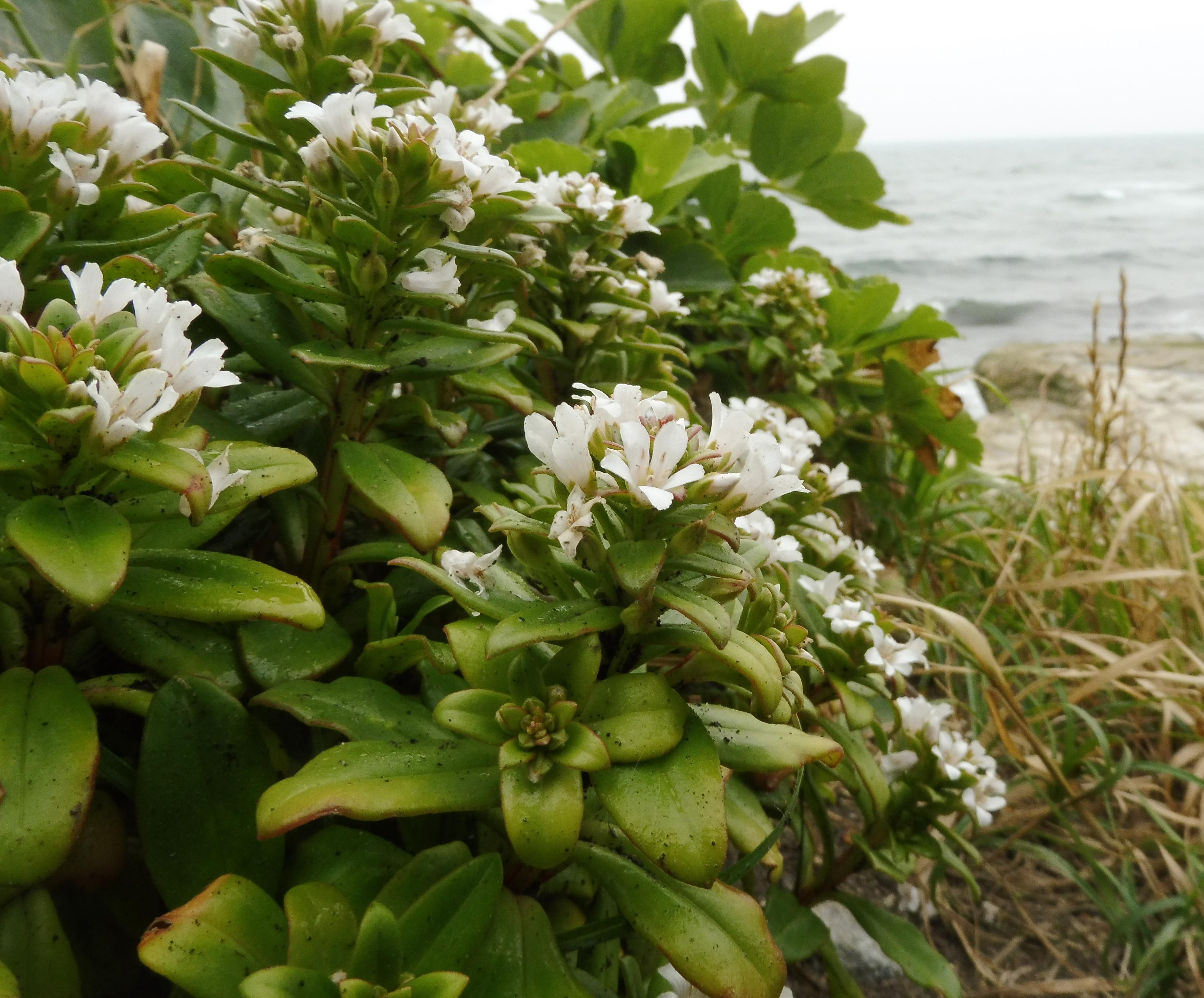 Spoonleaf yellow loosestrife (Lysimachia mauritiana) Care Guide: Pests ...