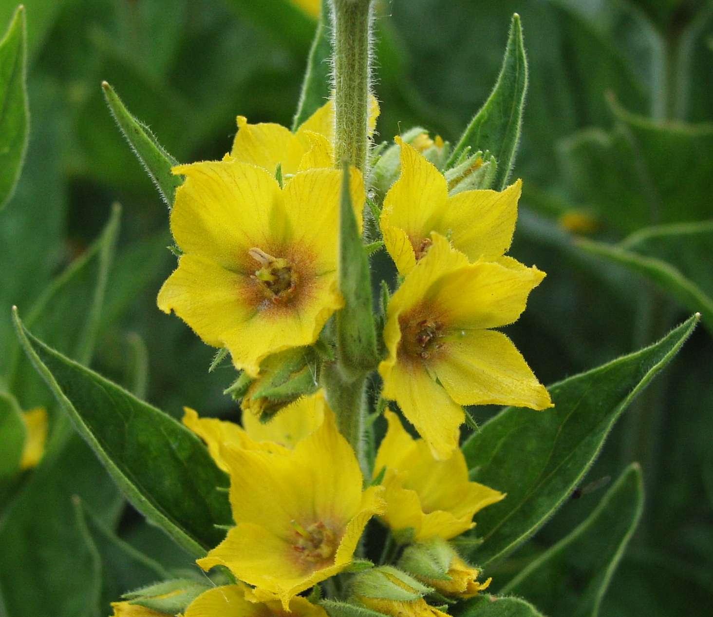 Large yellow loosestrife