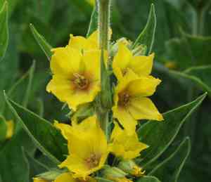 Large yellow loosestrife(Lysimachia punctata)