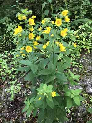 Large yellow loosestrife(Lysimachia punctata)