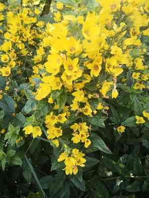 Large yellow loosestrife(Lysimachia punctata)
