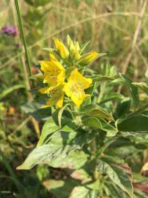 Large yellow loosestrife(Lysimachia punctata)
