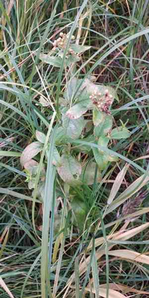 Yellow loosestrife(Lysimachia vulgaris)
