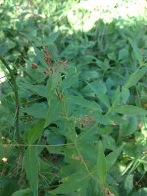 Yellow loosestrife(Lysimachia vulgaris)