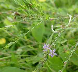Winged loosestrife(Lythrum alatum)