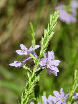 Winged loosestrife(Lythrum alatum)
