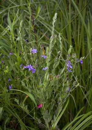 Winged loosestrife(Lythrum alatum)