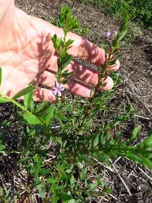 Winged loosestrife(Lythrum alatum)