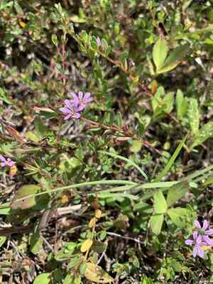 Florida loosestrife(Lythrum flagellare)