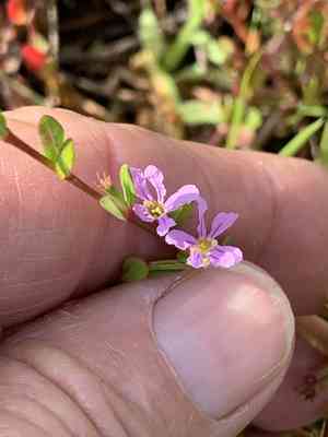 Florida loosestrife(Lythrum flagellare)