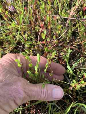 Florida loosestrife(Lythrum flagellare)