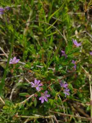 Florida loosestrife(Lythrum flagellare)