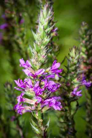 Purple loosestrife(Lythrum salicaria)