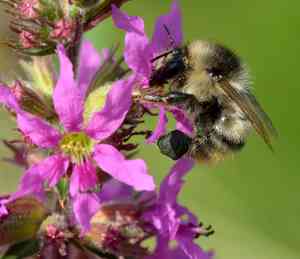 Purple loosestrife(Lythrum salicaria)