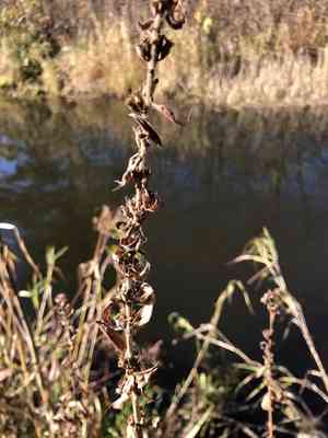 Purple loosestrife(Lythrum salicaria)