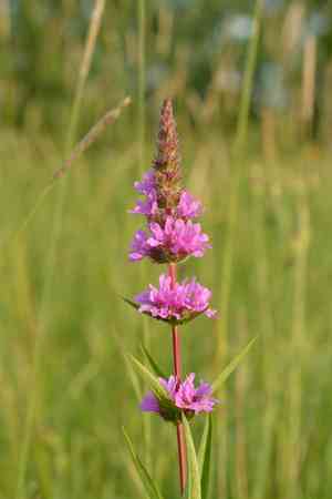 Purple loosestrife(Lythrum salicaria)