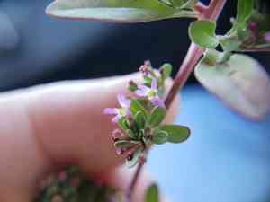 Three-bract loosestrife(Lythrum tribracteatum)
