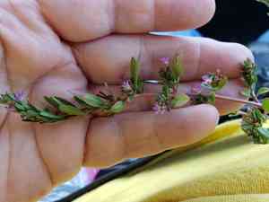 Three-bract loosestrife(Lythrum tribracteatum)