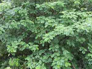 Amur maackia(Maackia amurensis)