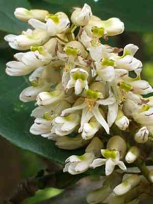 Amur maackia(Maackia amurensis)