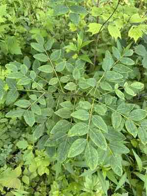Amur maackia(Maackia amurensis)