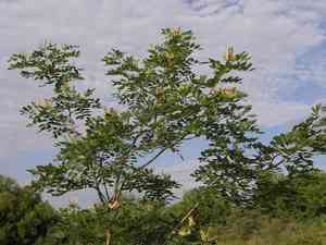 Amur maackia(Maackia amurensis)