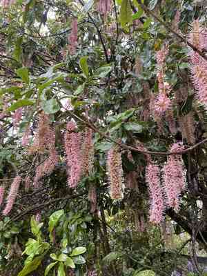 Macademia(Macadamia integrifolia)
