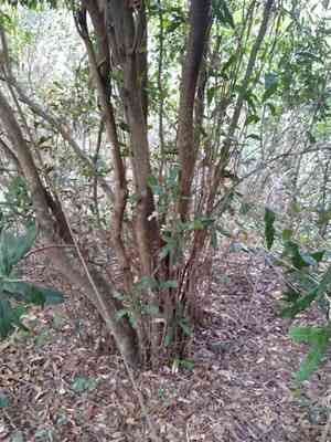 Macademia(Macadamia integrifolia)