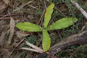 Macadamia nut(Macadamia tetraphylla)