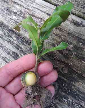 Macadamia nut(Macadamia tetraphylla)