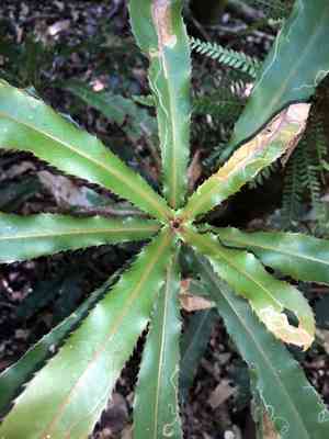 Macadamia nut(Macadamia tetraphylla)