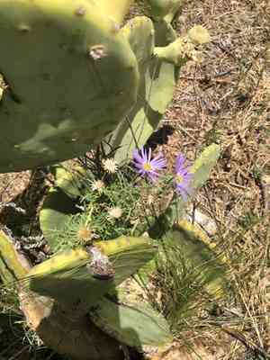 Tansyleaf Tansyaster(Machaeranthera tanacetifolia)