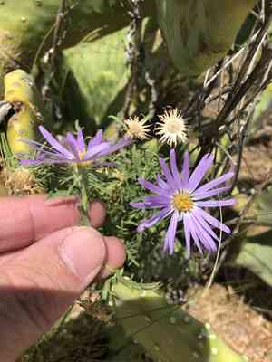 Tansyleaf Tansyaster(Machaeranthera tanacetifolia)