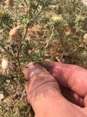 Tansyleaf Tansyaster(Machaeranthera tanacetifolia)